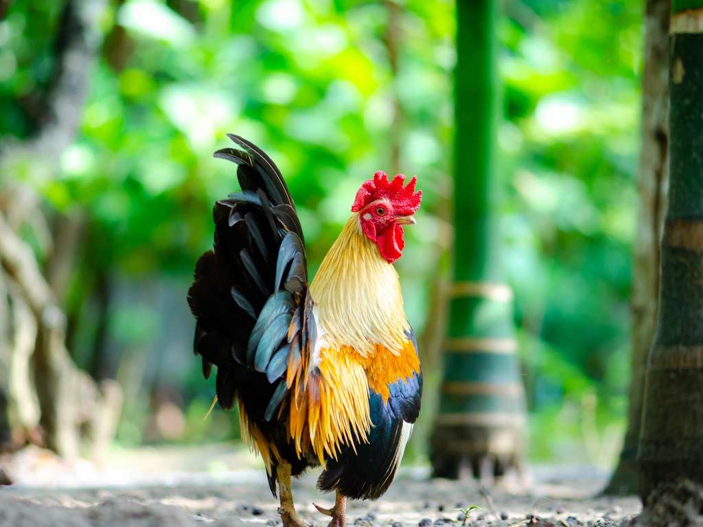 Chinese zodiac sign Rooster (Photo © thongsan - stock.adobe.com) Chinese zodiac sign Rooster (Photo © thongsan - stock.adobe.com)
