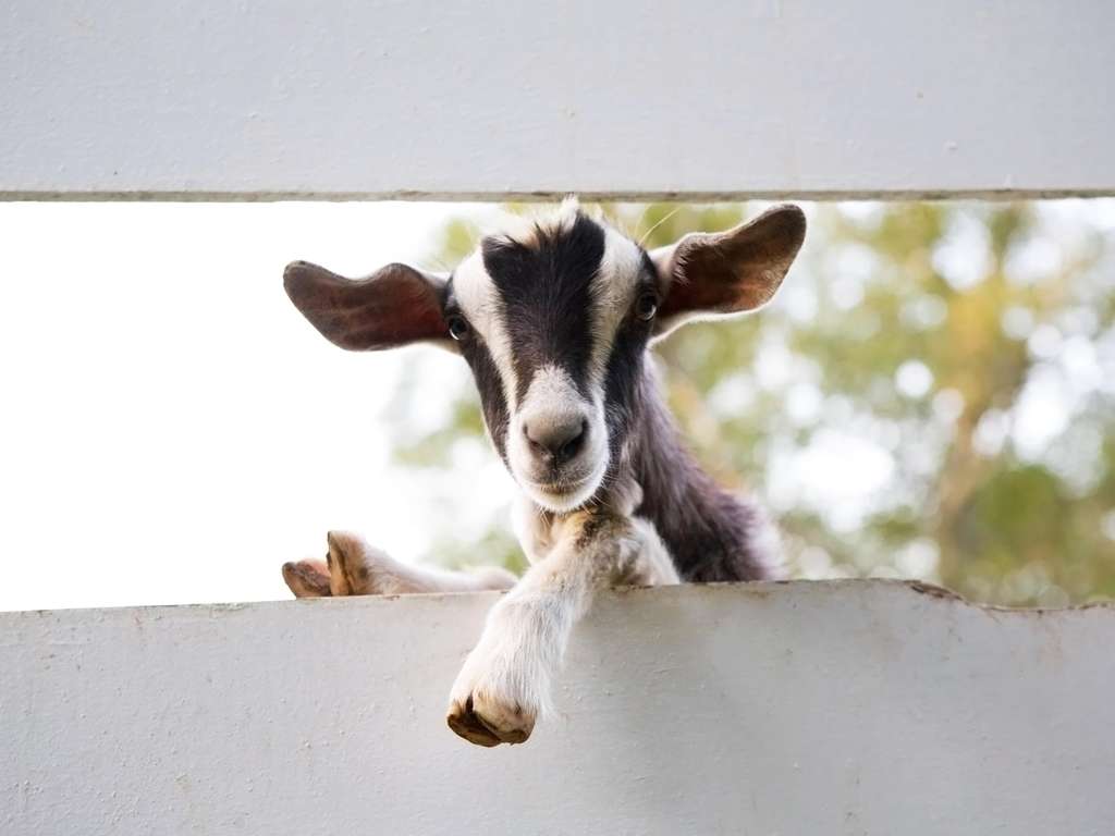 Chinese animal zodiac sign Goat | Photo: © iStockphoto.com/nikidavison Chinese animal zodiac sign Goat | Photo: © iStockphoto.com/nikidavison
