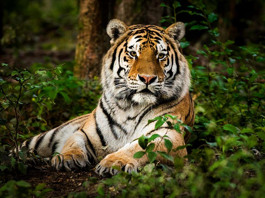 Chines zodiac sign Tiger (Photo: © iStockphoto.com/Zocha_K) Chines zodiac sign Tiger (Photo: © iStockphoto.com/Zocha_K)